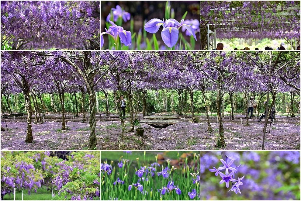 淡水紫藤花園 淡水紫藤花園