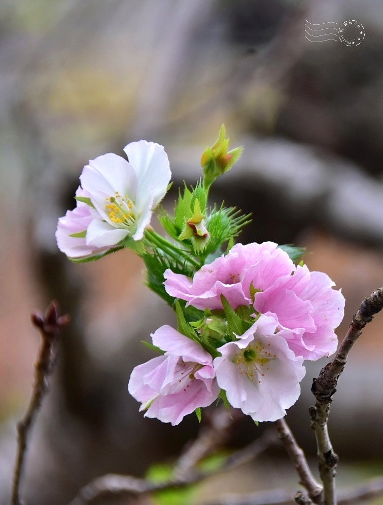 林口【竹林山觀音寺】櫻花