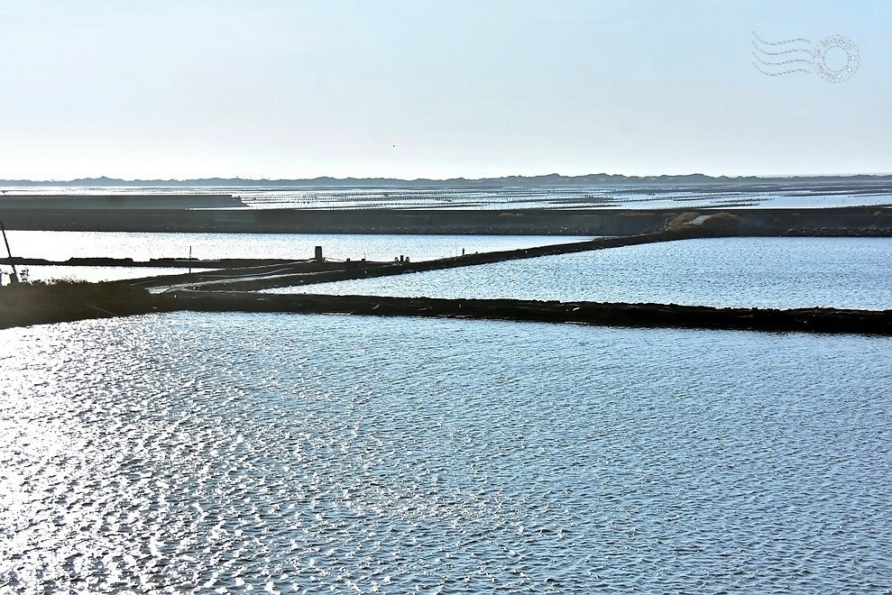 七股潟湖蚵田 七股潟湖蚵田