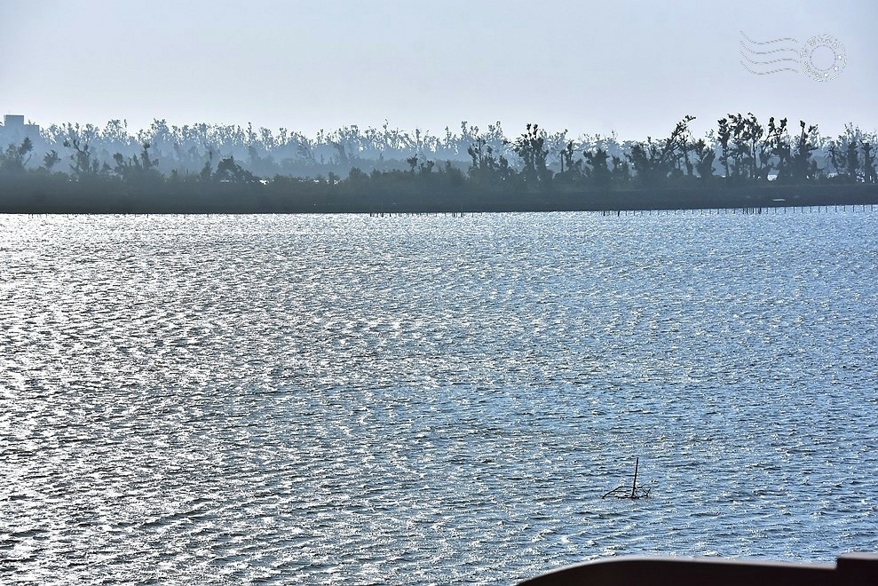 七股潟湖蚵田 七股潟湖蚵田