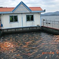 045..杭州千島湖..浮橋養魚..2010年10月.jpg