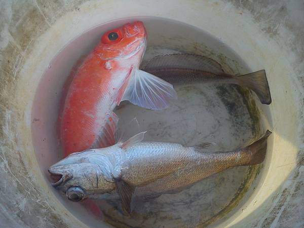 0831換臭魚點馬上釣到.jpg