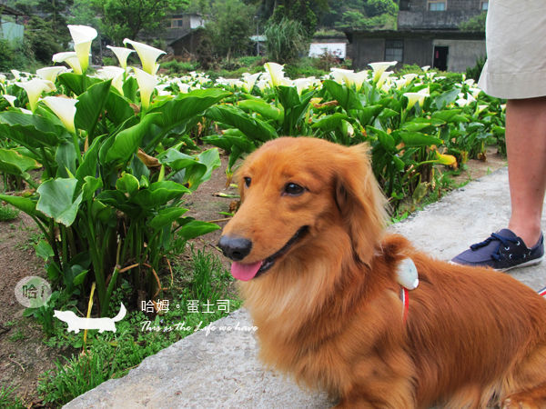 竹子湖 竹子湖