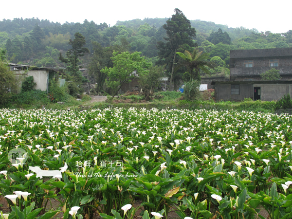 竹子湖