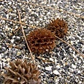 P1110955ss.jpg