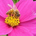 P1140219ss.jpg