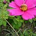P1140223ss.jpg
