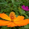 P1140233ss.jpg