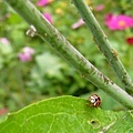 P1140250ss.jpg