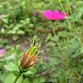 P1140259ss.jpg