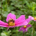 P1140273ss.jpg