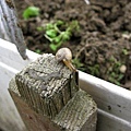IMG_4699ss.jpg