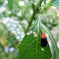 IMG_4793ss.jpg