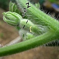 IMG_4813s-南瓜臉s.jpg