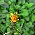 IMG_4814ss.jpg