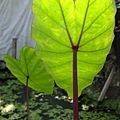 IMG_5131ss.jpg