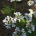 IMG_5195ss.jpg
