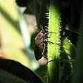 IMG_5291ss.jpg