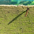 IMG_5352ss.jpg