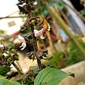 IMG_5826ss.jpg