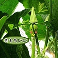 IMG_5934s-南瓜臉s.jpg