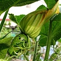 IMG_6018s-南瓜臉s.jpg