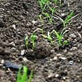 IMG_6091ss.jpg