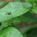 IMG_6149s-01s.jpg