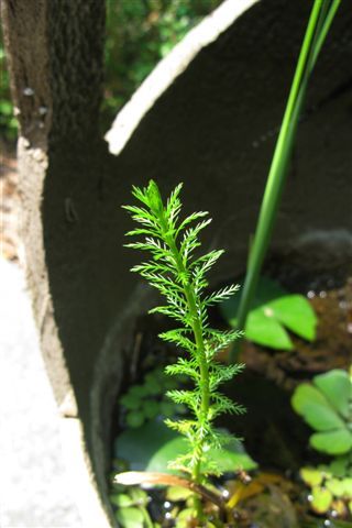 IMG_0870s.jpg