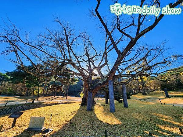 <韓國大邱>400多年銀杏老樹韓國五大書院之道東書院