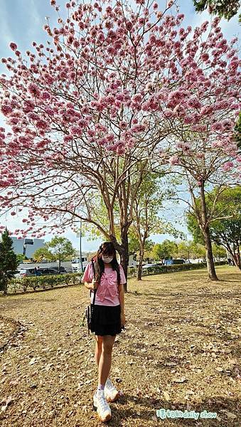 <台中景點>風鈴木花季美不勝收的廍子公園