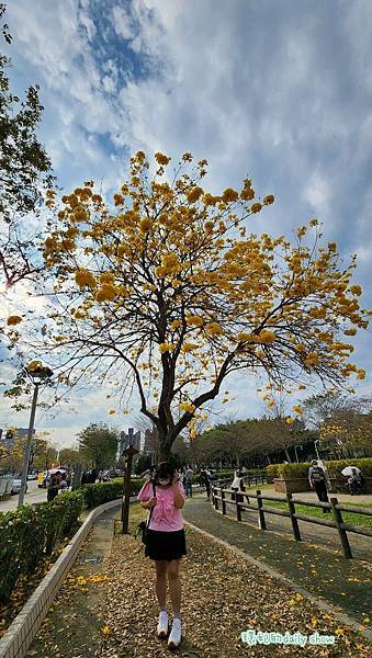 <台中景點>風鈴木花季美不勝收的廍子公園