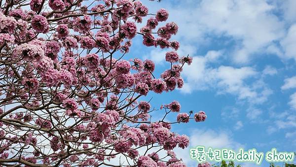 <台中景點>風鈴木花季美不勝收的廍子公園
