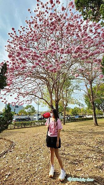<台中景點>風鈴木花季美不勝收的廍子公園