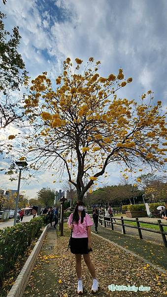 <台中景點>風鈴木花季美不勝收的廍子公園
