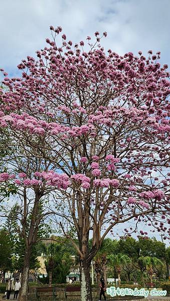 <台中景點>風鈴木花季美不勝收的廍子公園