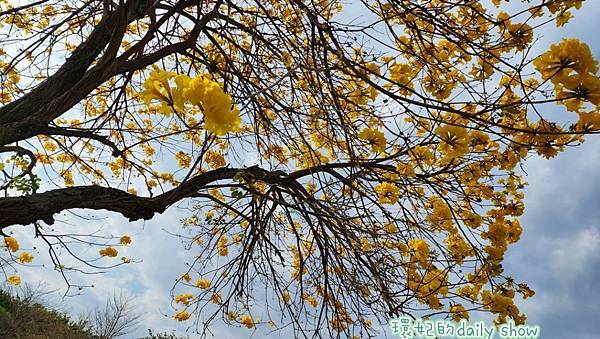 <台中景點>風鈴木花季美不勝收的廍子公園