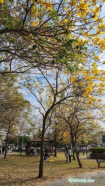 <台中景點>風鈴木花季美不勝收的廍子公園