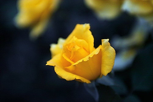 玫瑰3.jpg