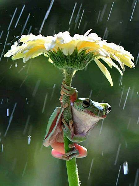 雨.jpg 雨.jpg