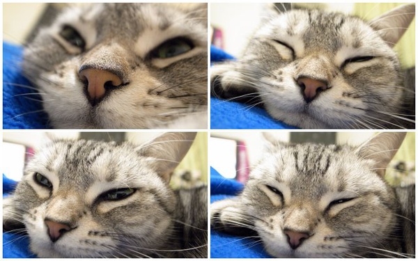 20110125fifi冬天窩毛毯趴兔.JPG 20110125fifi冬天窩毛毯趴兔.JPG