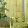 熊布倫宮動物園