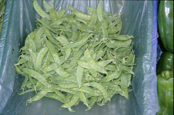 4豌豆（荷蘭豆）.jpg