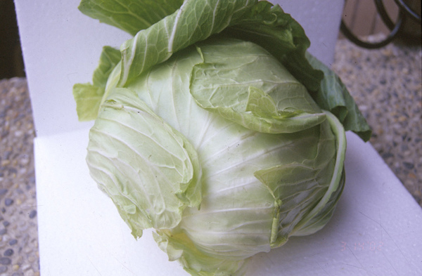 9甘藍（高麗菜）.jpg