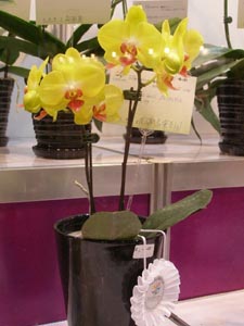 蘭花得獎作品-6