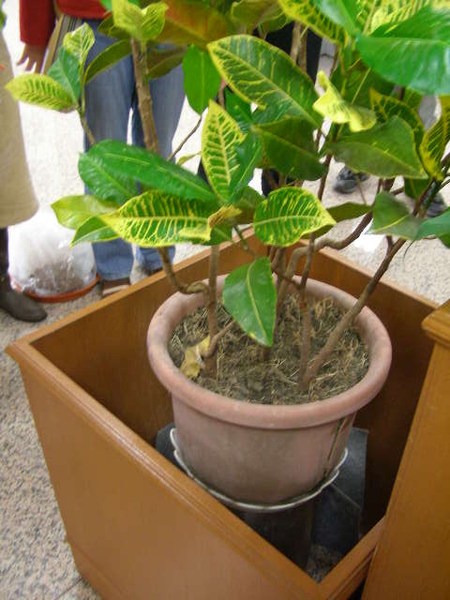 0 圖書館(整容前)-2.JPG