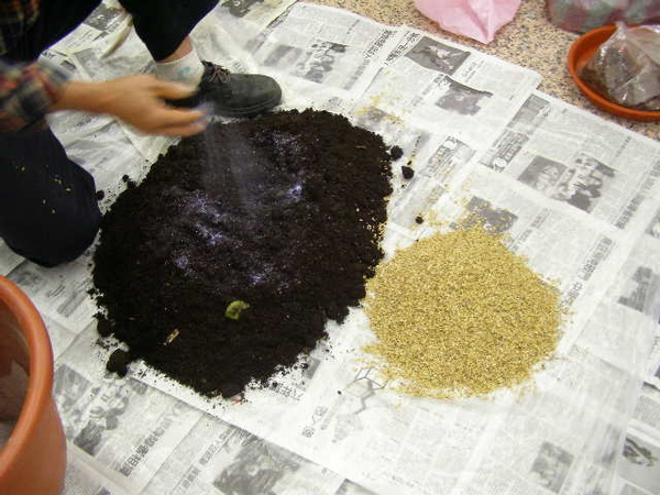 換盆3(2) 拌土-土及稻殼比例約1比5(增加空氣流通).JPG