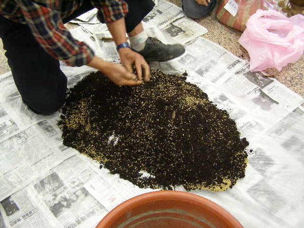 換盆3(3) 拌土-土及稻殼比例約1比5(增加空氣流通).JPG