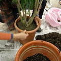 換盆5(1) 將盆栽從原盆取出.JPG