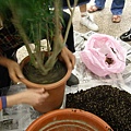 換盆5(2)敲打四周將土鬆開.JPG